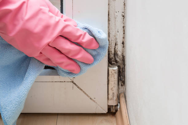 Best Residential Mold Removal  in Conehatta, MS